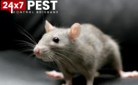247 Rodent Pest Control Brisbane image 1